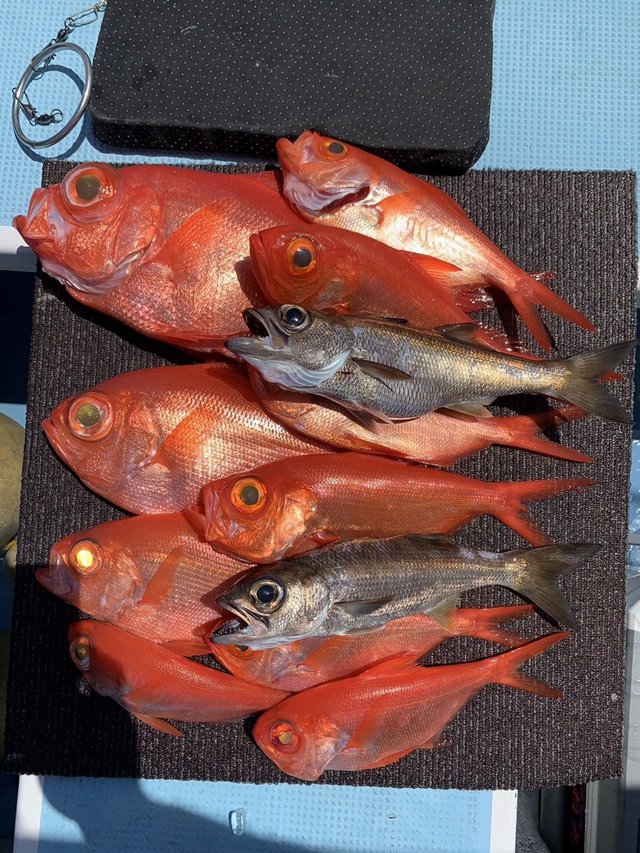 三浦半島（神奈川県）で釣れたキンメダイの最新釣果、釣り情報【2026年