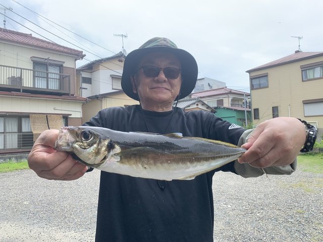 アジ(マアジ)