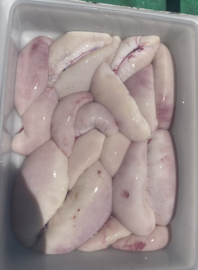 ショウサイフグ