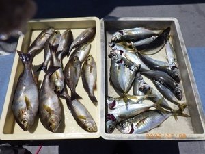 アジ(マアジ)・イサキ