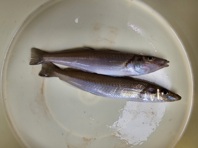 シロギス