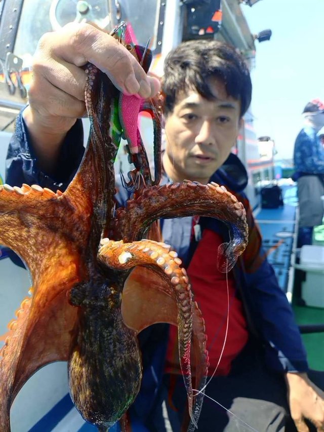 マダコ