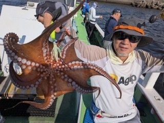 マダコ