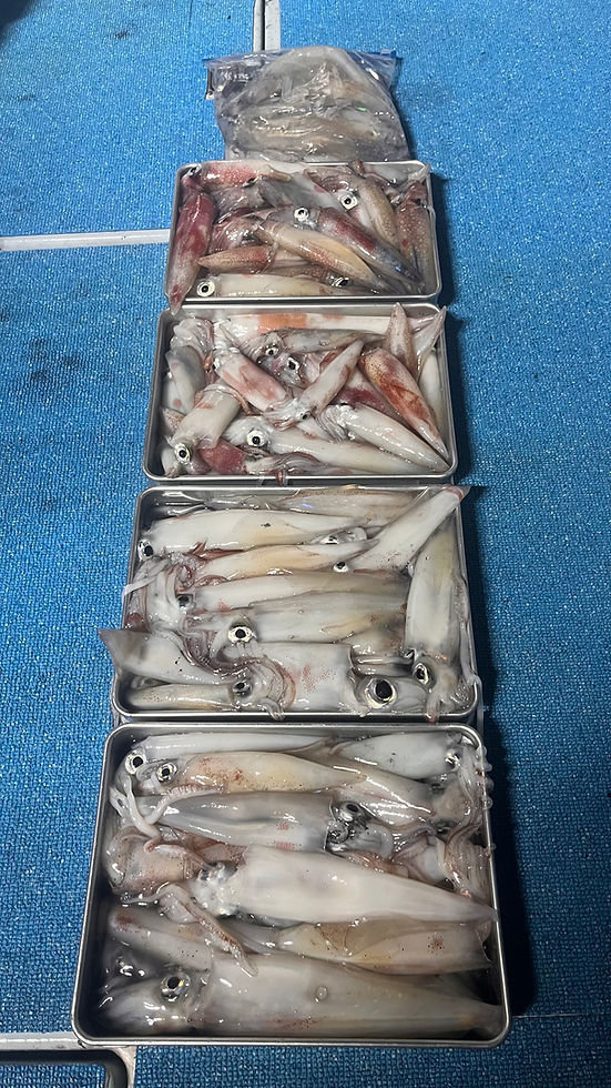 ヤリイカ