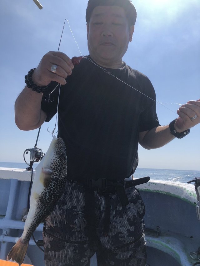 ショウサイフグ