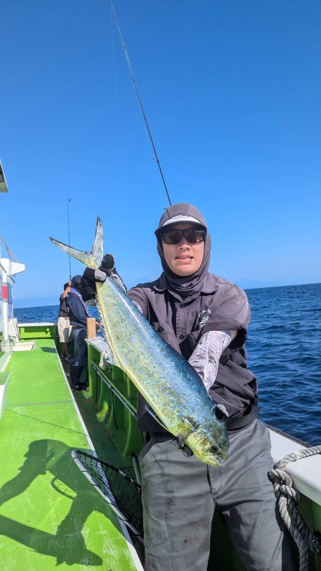 シイラ
