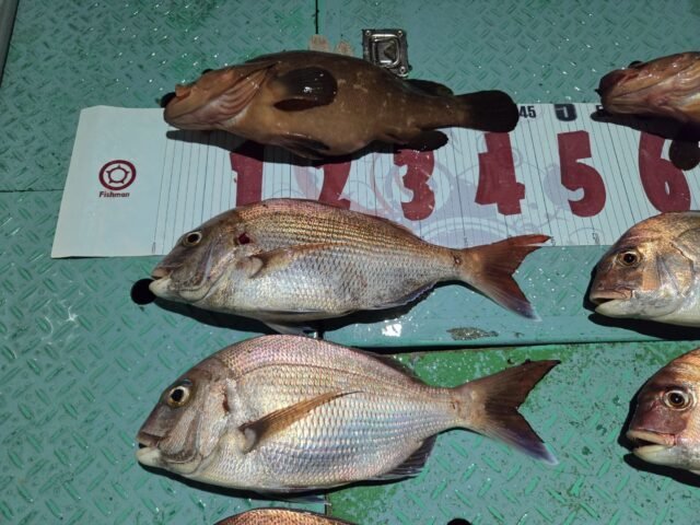 マダイ・キジハタ