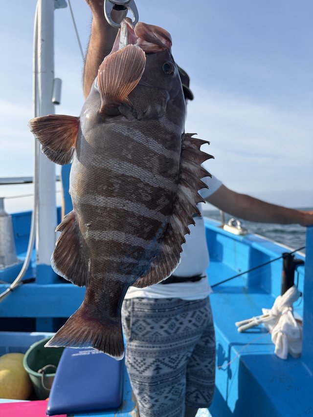 マハタ