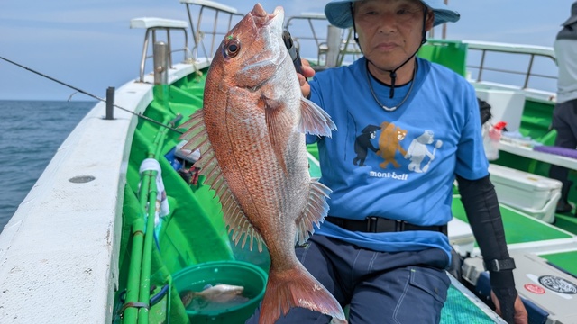 マダイ