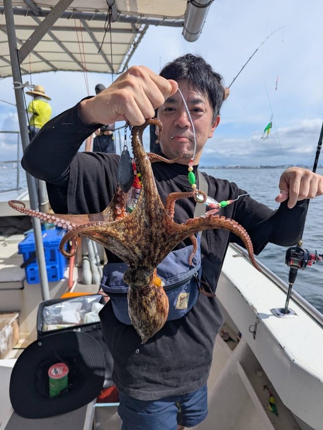 マダコ
