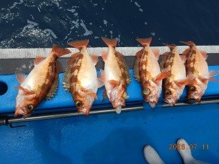 メバル