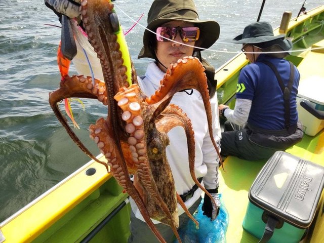 マダコ