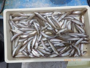 シロギス