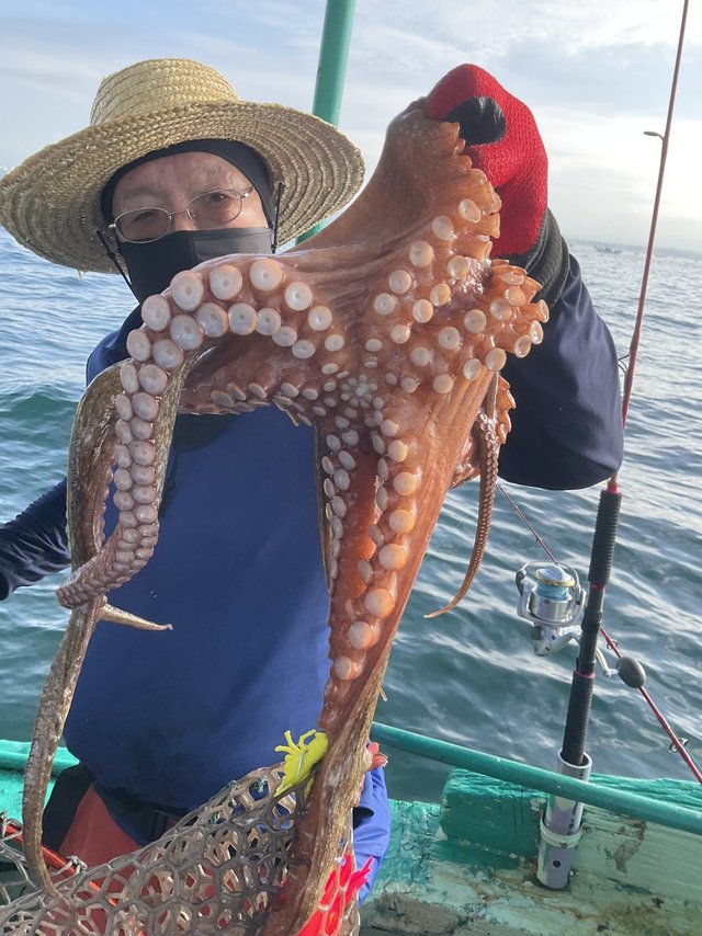 マダコ