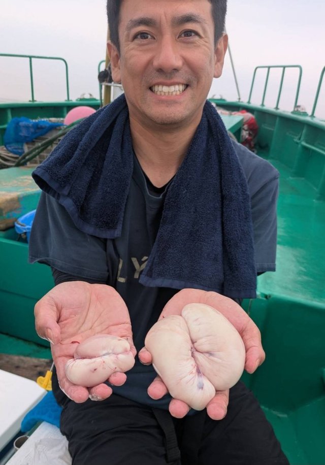 ショウサイフグ