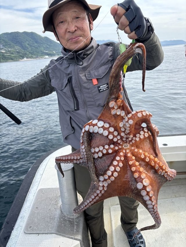 マダコ