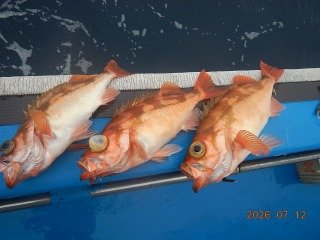 オキメバル(ウスメバル)