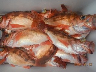 オキメバル(ウスメバル)