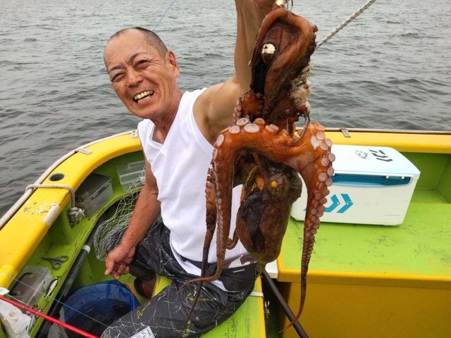 マダコ
