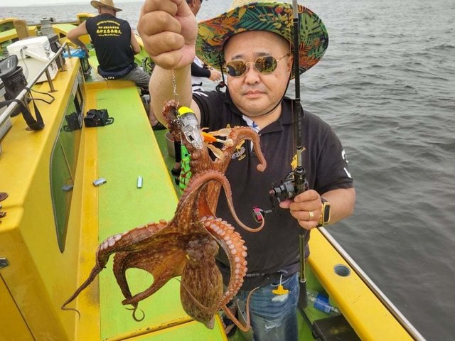 マダコ