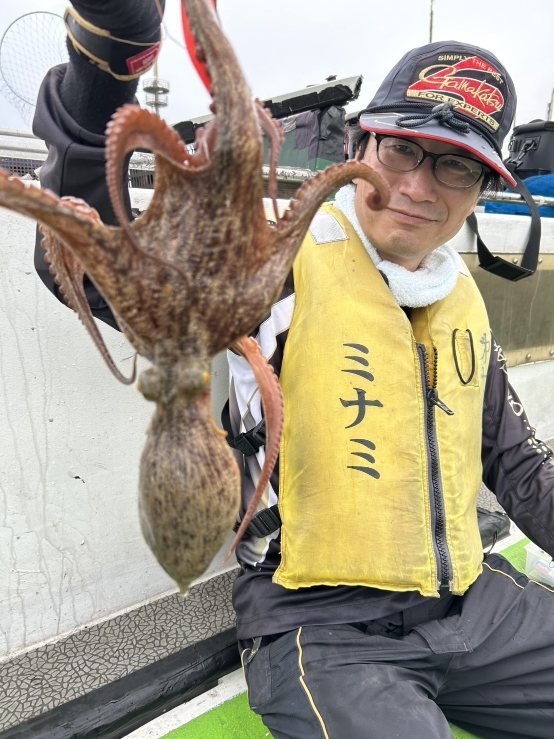 マダコ