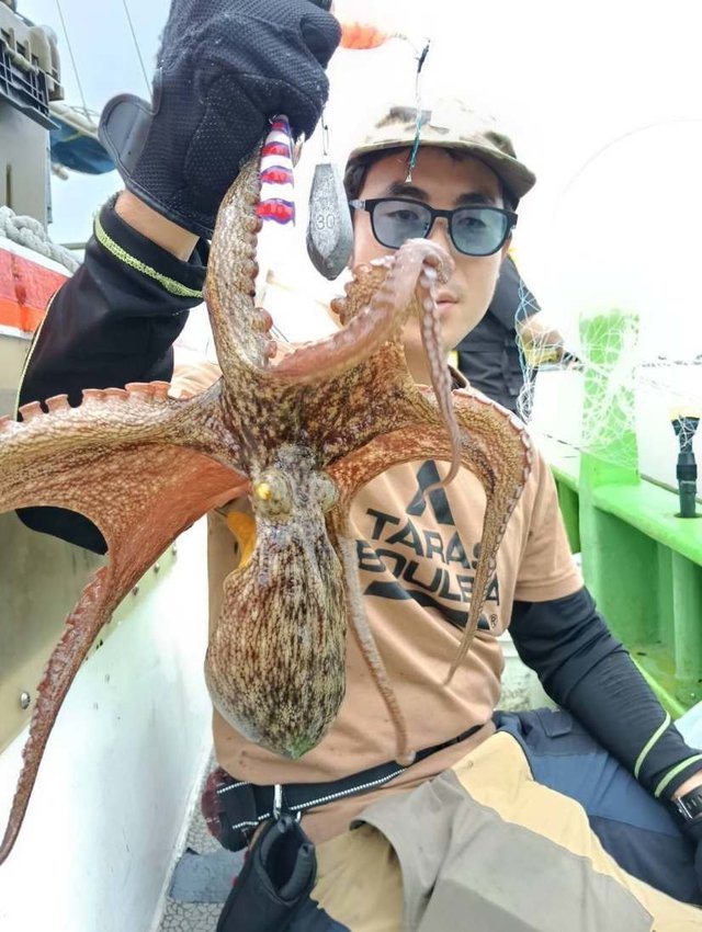 マダコ