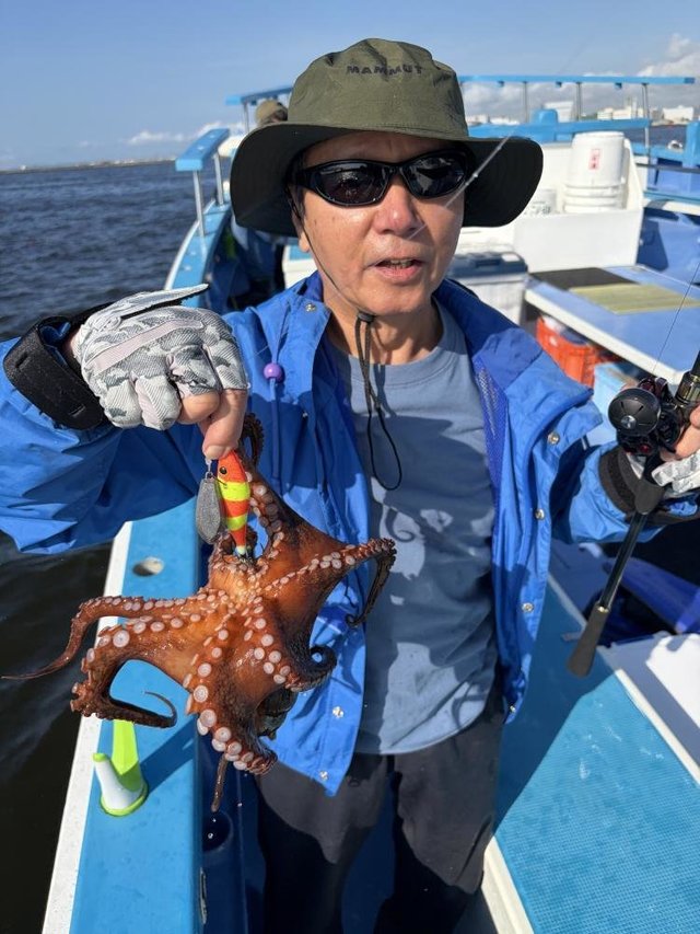 マダコ