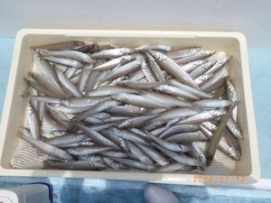 シロギス