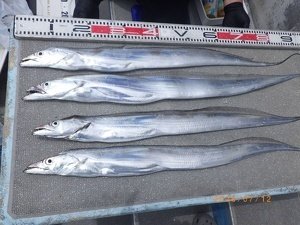 タチウオ