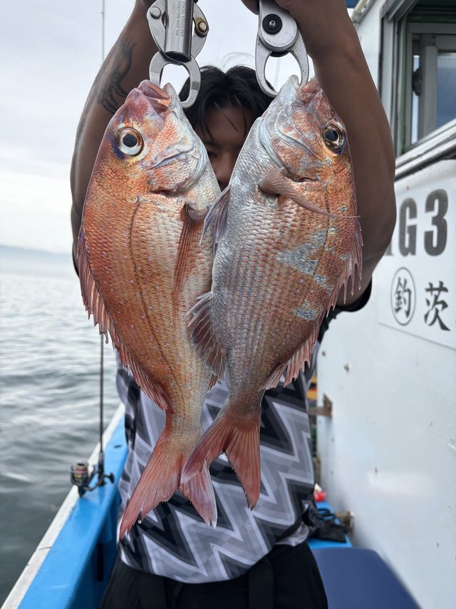 マダイ
