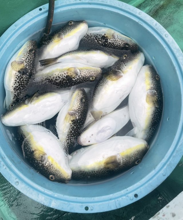 ショウサイフグ