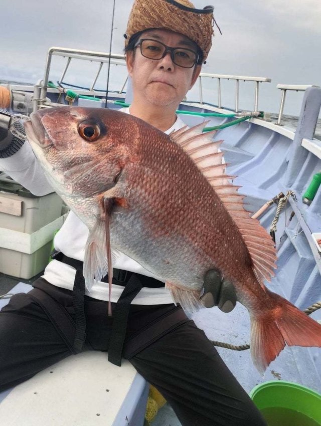 マダイ