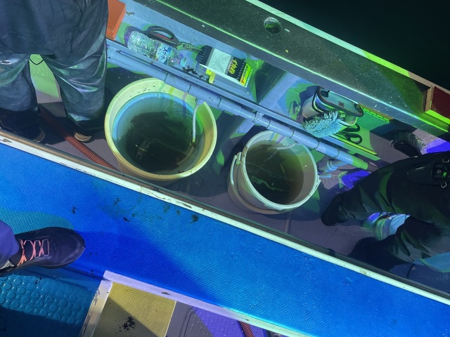 スルメイカ