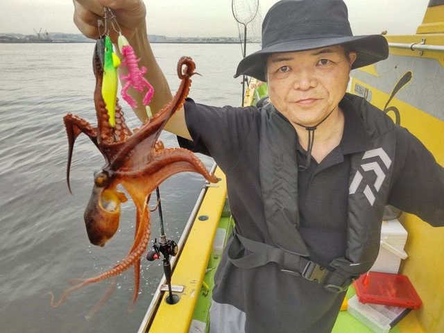 マダコ