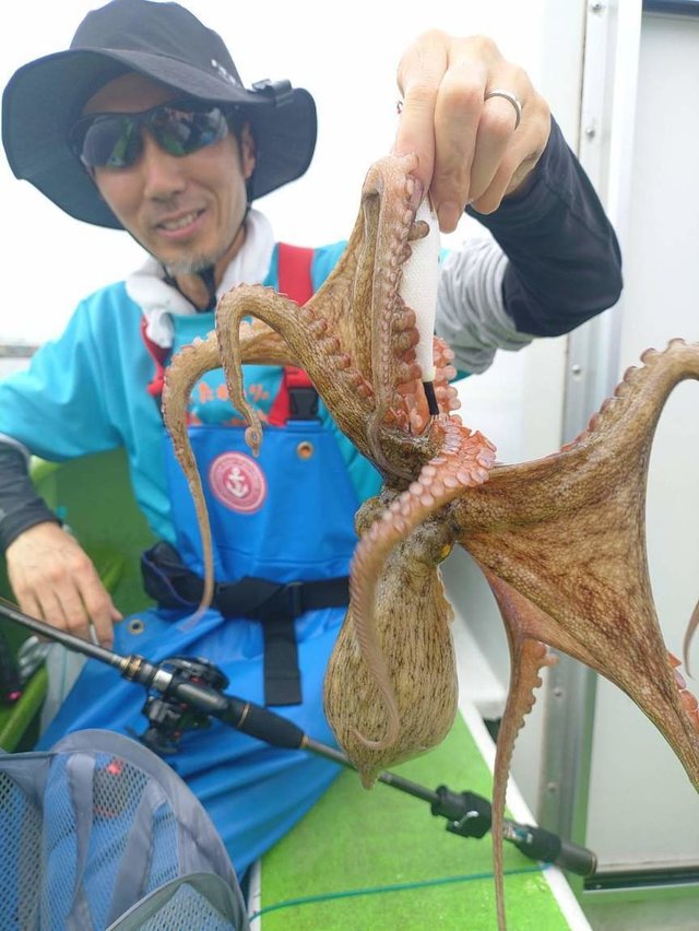 マダコ