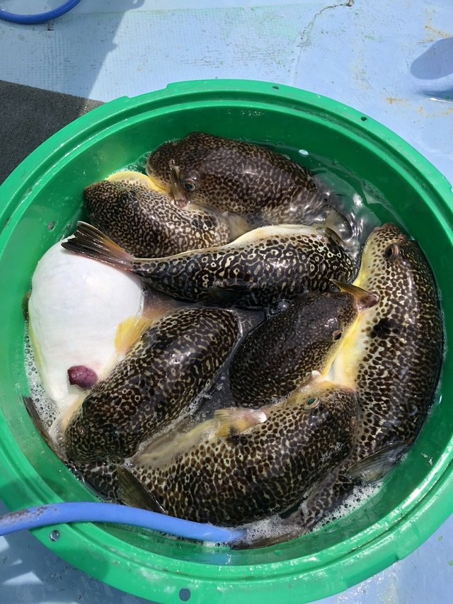 ショウサイフグ