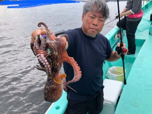 タコ(マダコ)