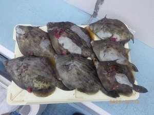 カワハギ