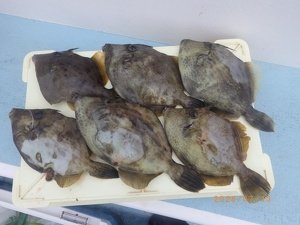 カワハギ