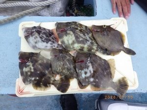 カワハギ