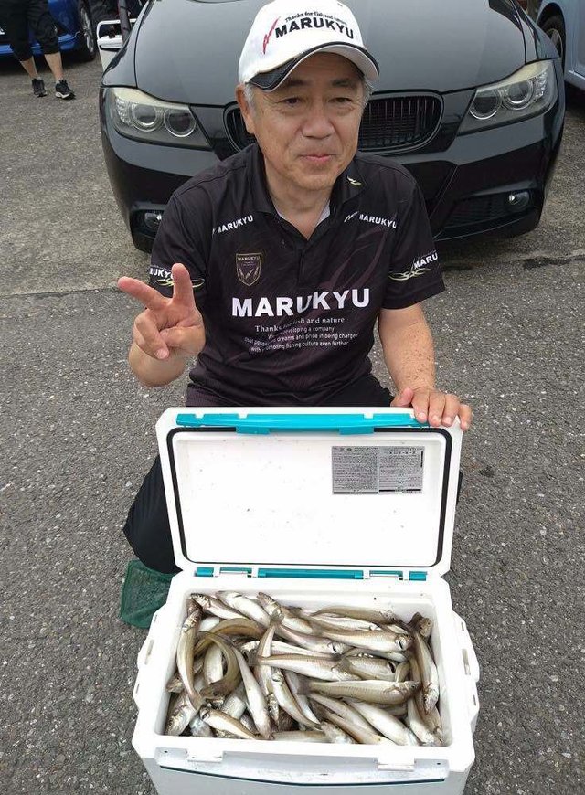 シロギス