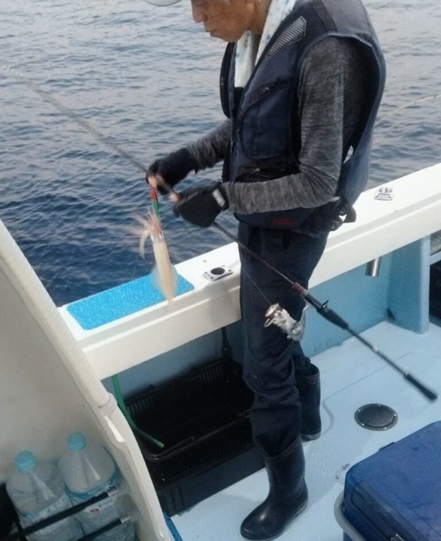 ヤリイカ