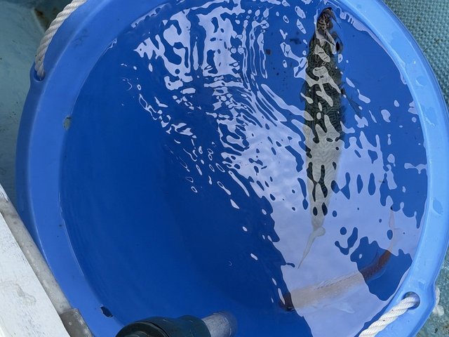 サバ(マサバ)