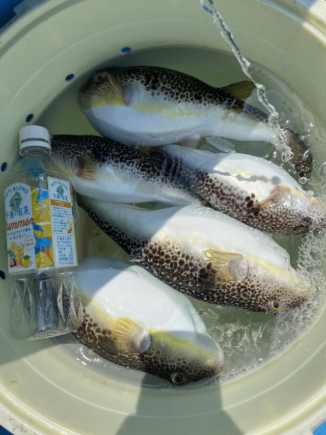 ショウサイフグ