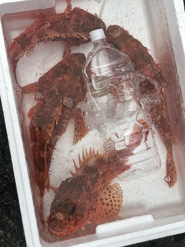 オニカサゴ