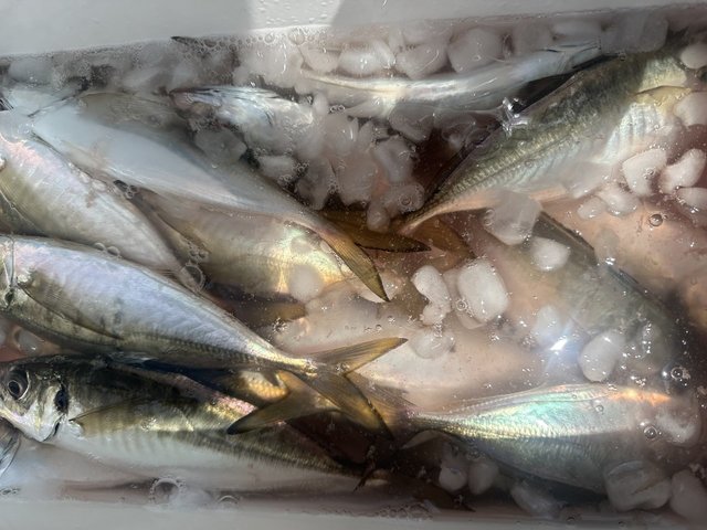 アジ(マアジ)