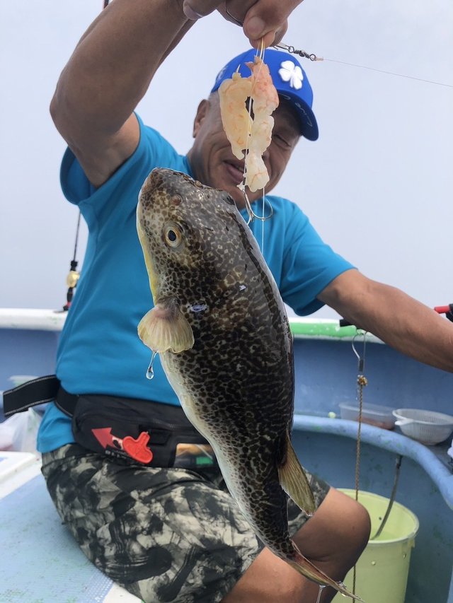ショウサイフグ