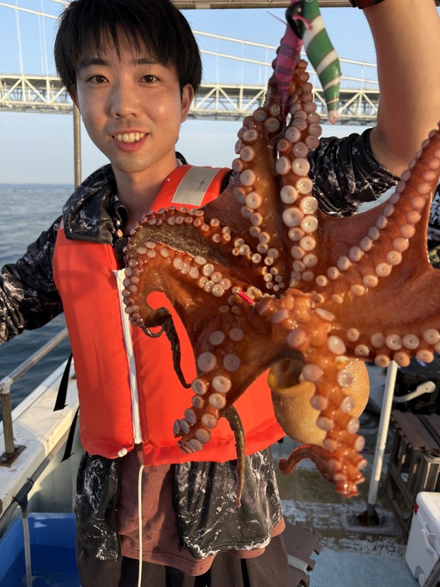 マダコ