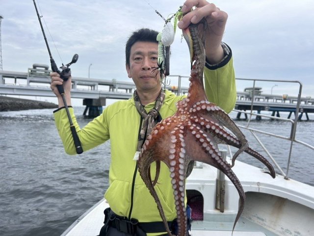マダコ