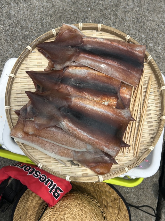 スルメイカ
